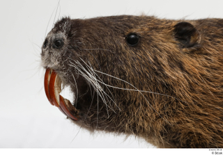 Nutria head 0001.jpg